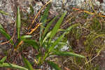 Longleaf sunflower